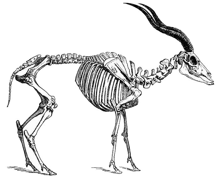 Addax skeleton