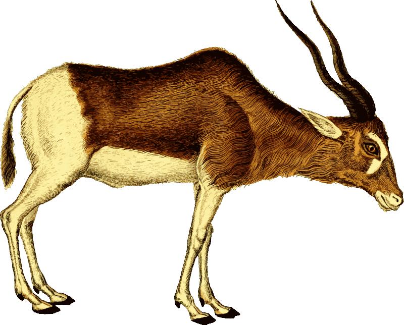 Clip Art Antelope. ANTELOPE - public domain clip art image
