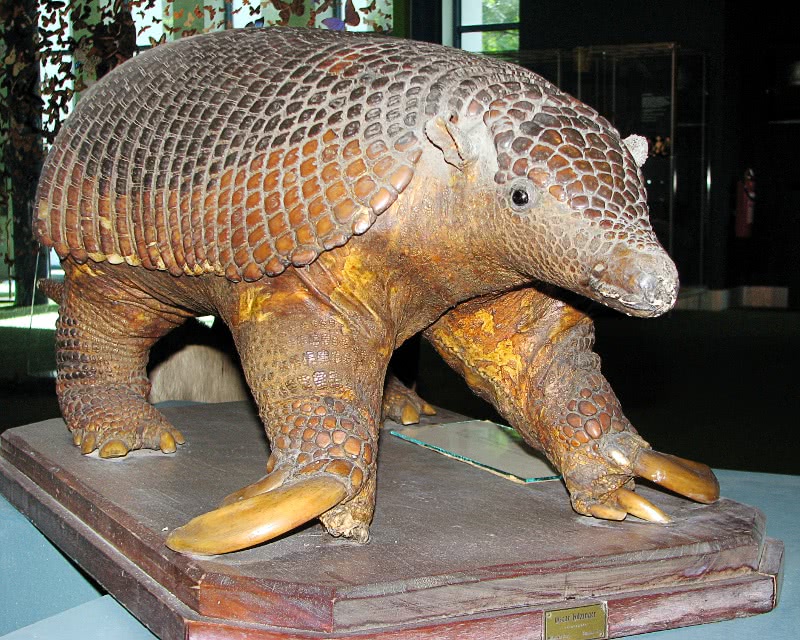 Giant armadillo in museum