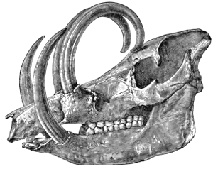 Babirusa skull 2