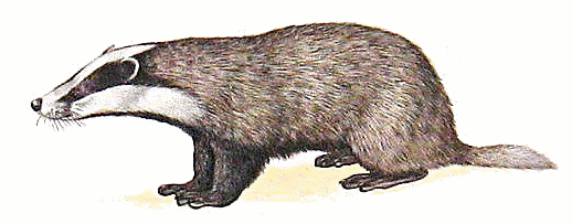 Eurasian Badger