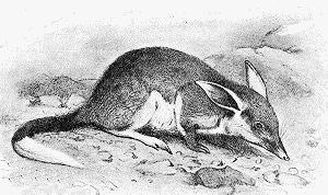 Rabbit Bandicoot  Macrotis leucura