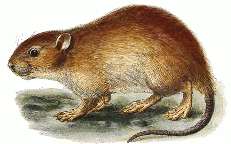 Short-tailed Bandicoot rat  Nesokia indica