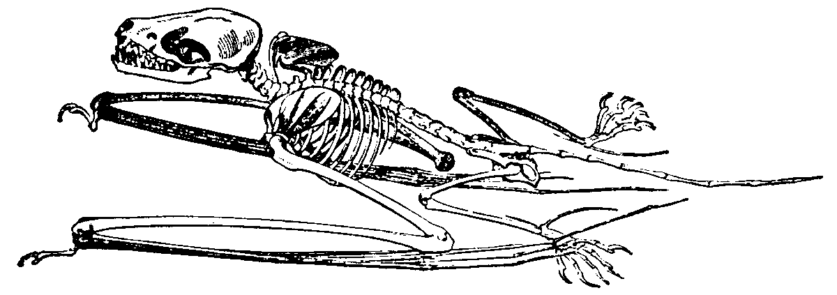 Bat skeleton