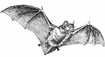 bat flying BW