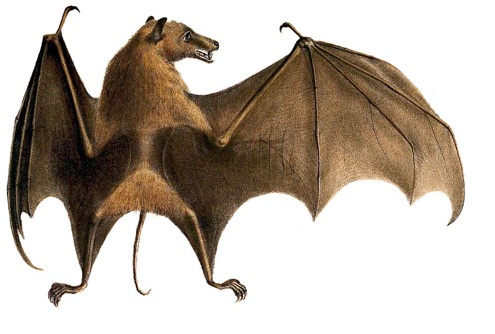 Long-tailed fruit bat  Notopteris macdonaldi