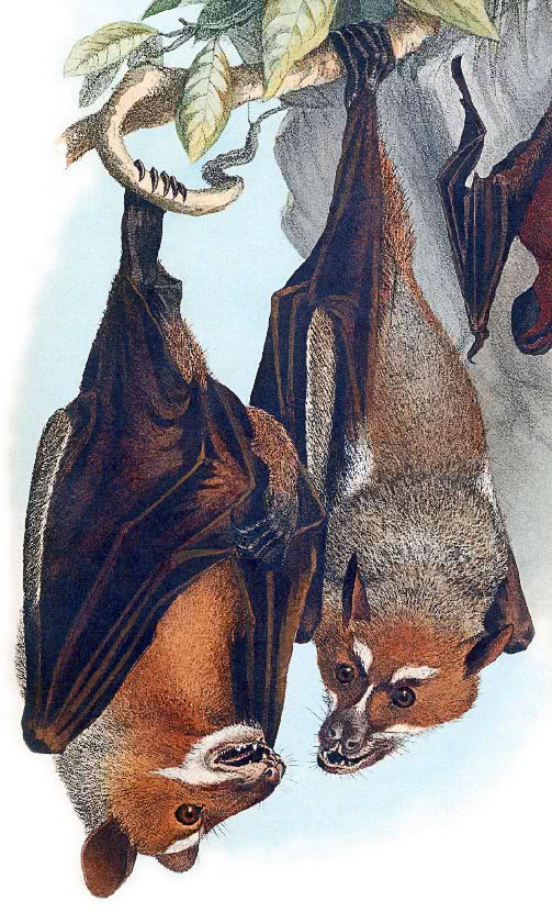 Stripe-faced fruit bat  Styloctenium wallacei