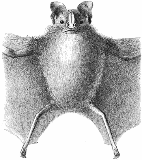 Toltec fruit-eating bat  Artibeus toltecus