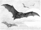 named_bats/