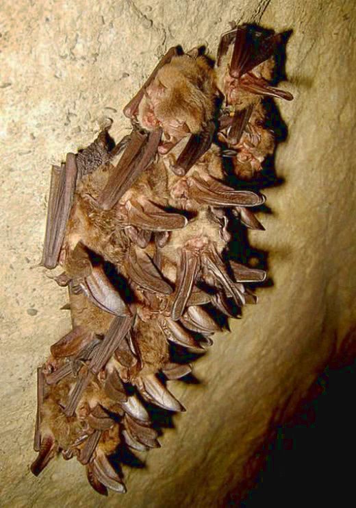 Big-eared Bats sleeping