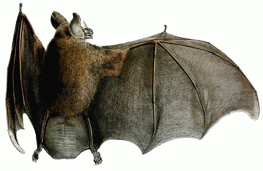 Big-eared Woolly Bat  Chrotopterus auritus