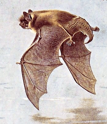 Daubentons bat  Myotis daubentonii