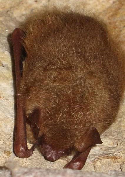 Eastern Pipistrelle bat