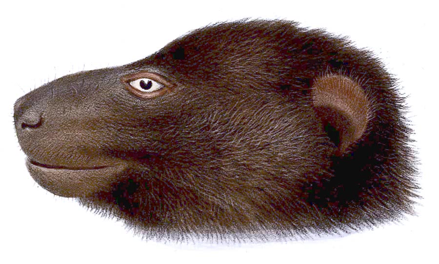 Guadalcanal Monkey-faced bat  Pteralopex atrata