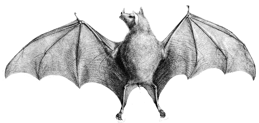 Leachs single leaf bat  Monophyllus redmani