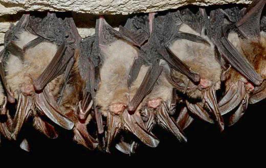 hibernating Virginia Big-eared Bats