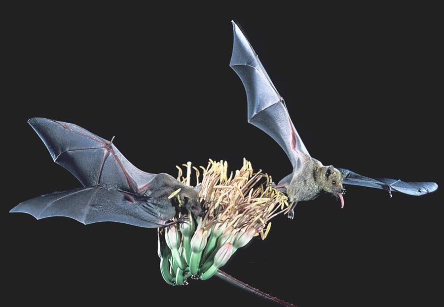 Lesser long-nosed bat  Leptonycteris curasoae  FWS