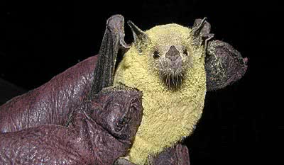 Lesser long-nosed bat covered in pollen