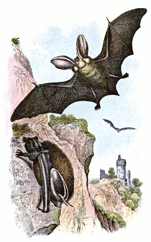 Long-eared Bat vintage