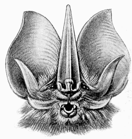 Tomess Sword-nosed bat