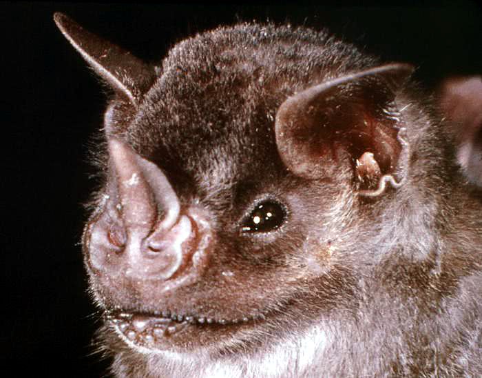 Underwoods mastiff bat
