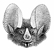 Waterhouses leaf-nosed bat  Macrotus waterhousii