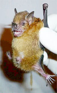 Yellow-shouldered bat