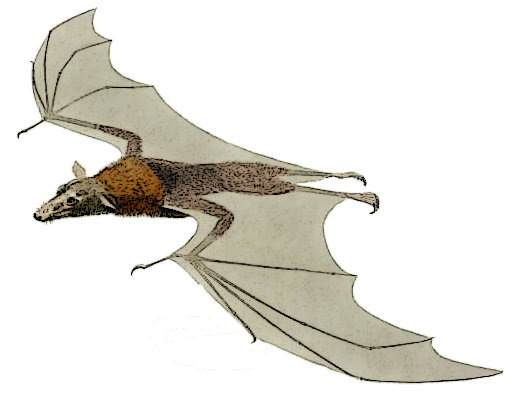 Pteropus javanicus