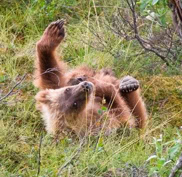 bear cub playful