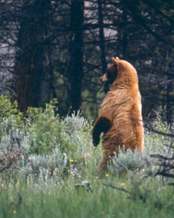 Cinnamon colored black bear standing