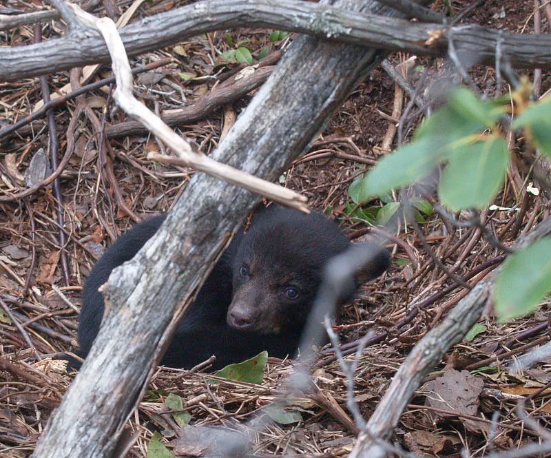 black bear cub in March