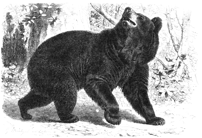 young black bear drawing
