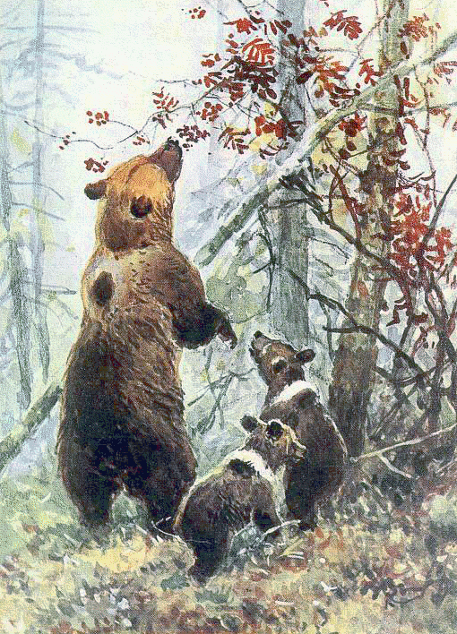 Russian brown bear w cubs