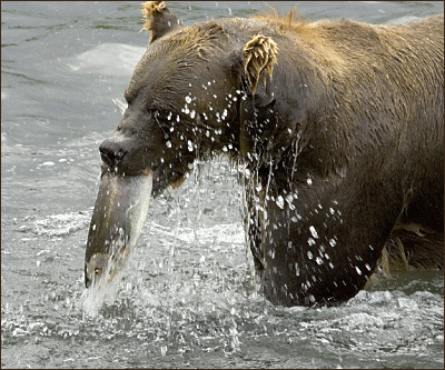 brown bear w salmon