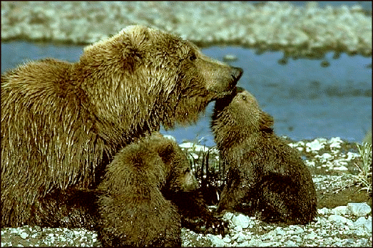 grizzly bear w cubs