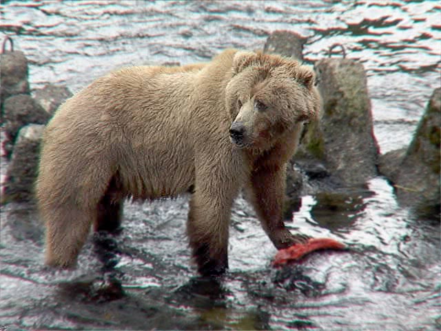 Kodiak Bear with salmon