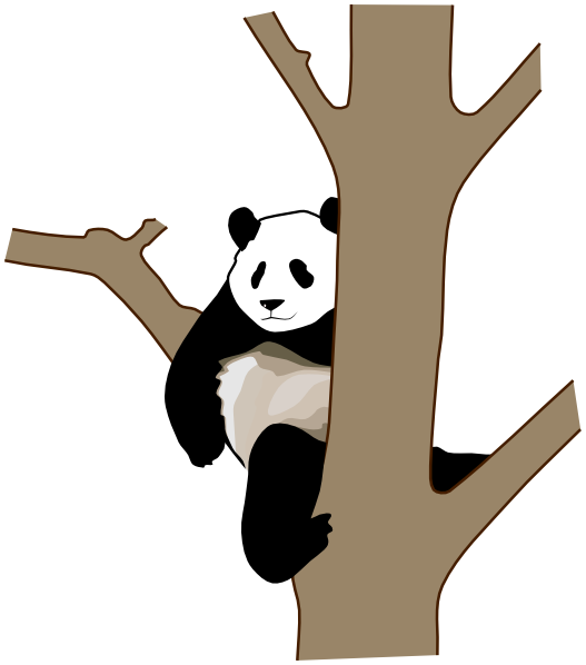 giant panda in a Tree