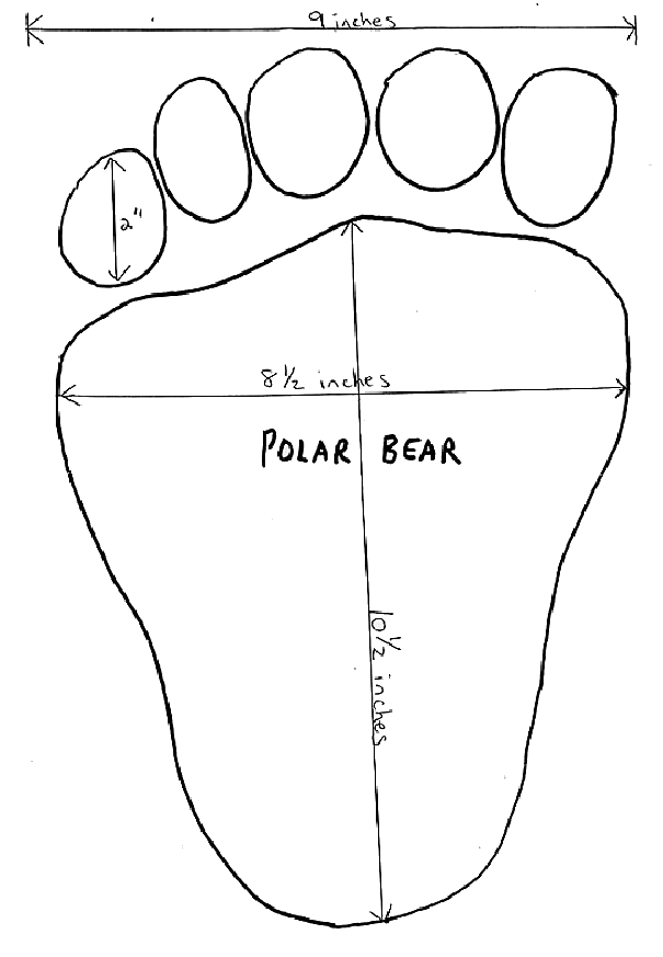polar bear track