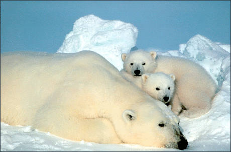 polar bear w cubs