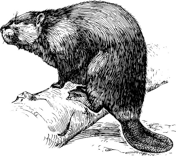 Beaver 3