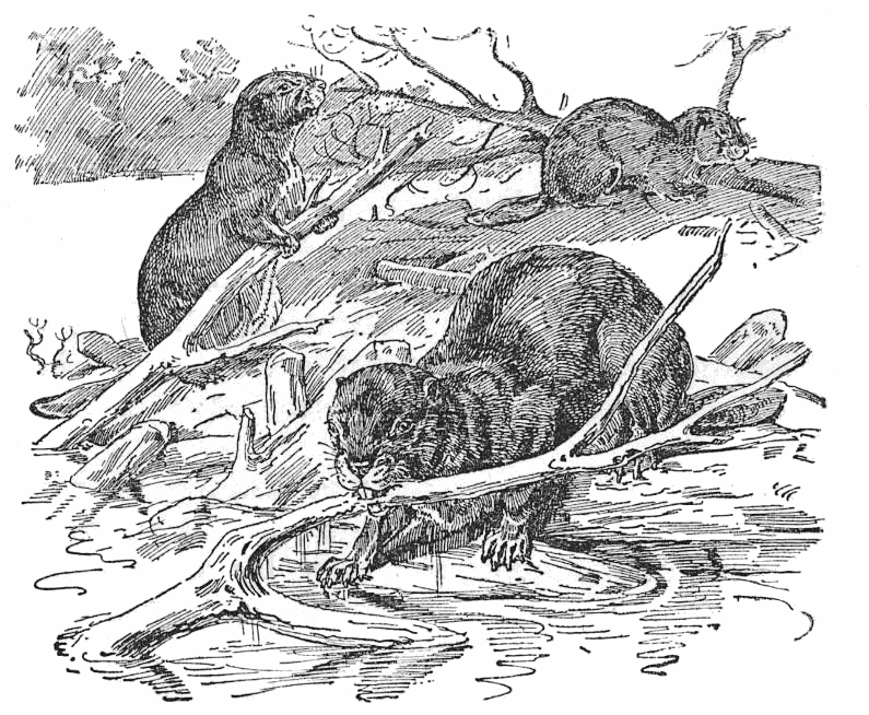Beavers lineart