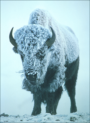 bison in storm