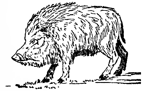 Wild hog boar