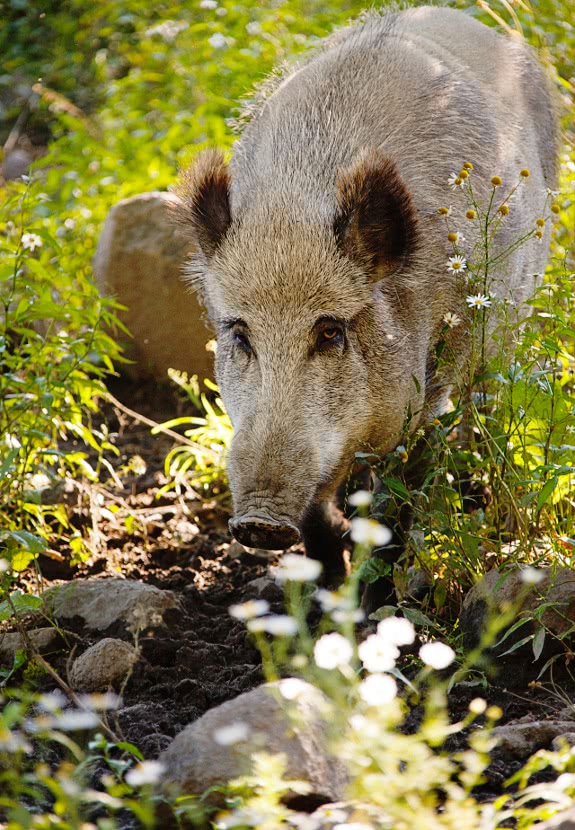 wild boar photo