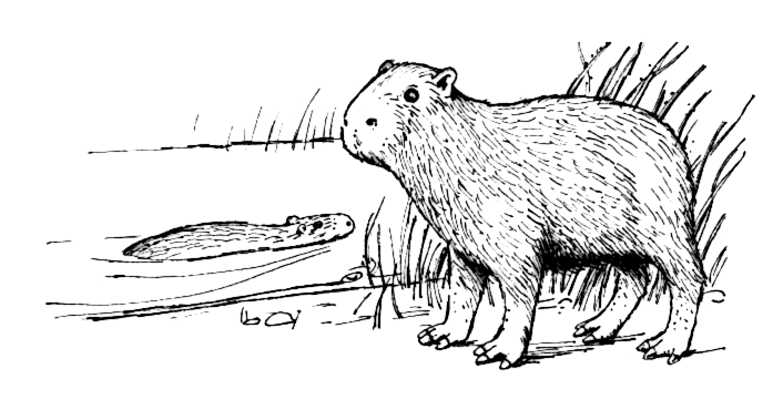 Capybara by stream