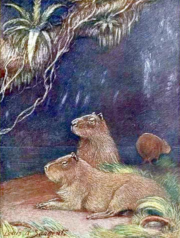 capybara illustrated