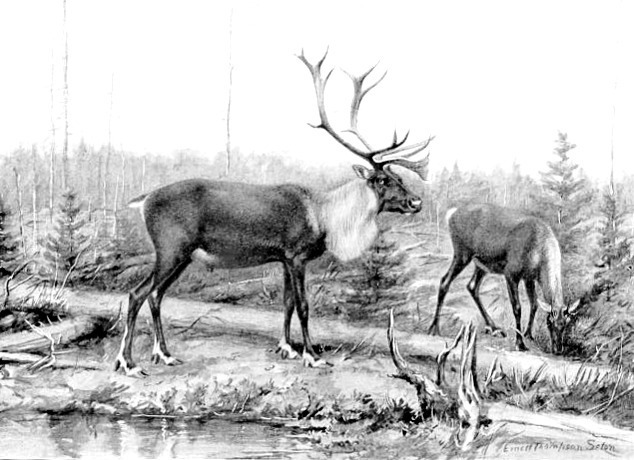 caribou by water