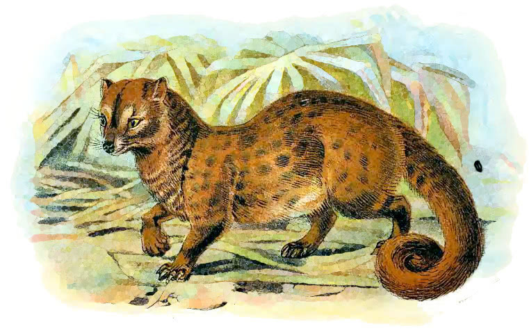 Common Palm-Civet  Paradoxurus hermaphroditus