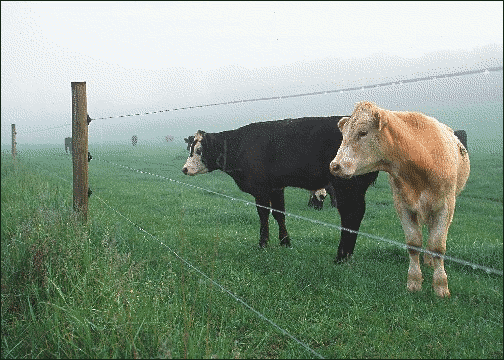 cows by fence