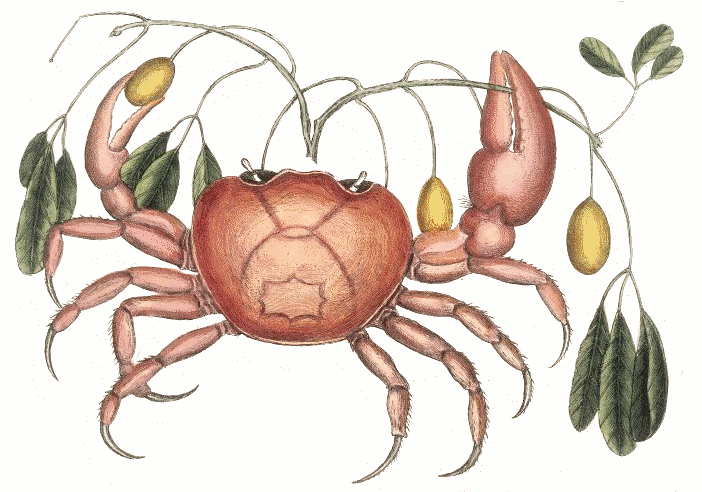 Land crab vintage